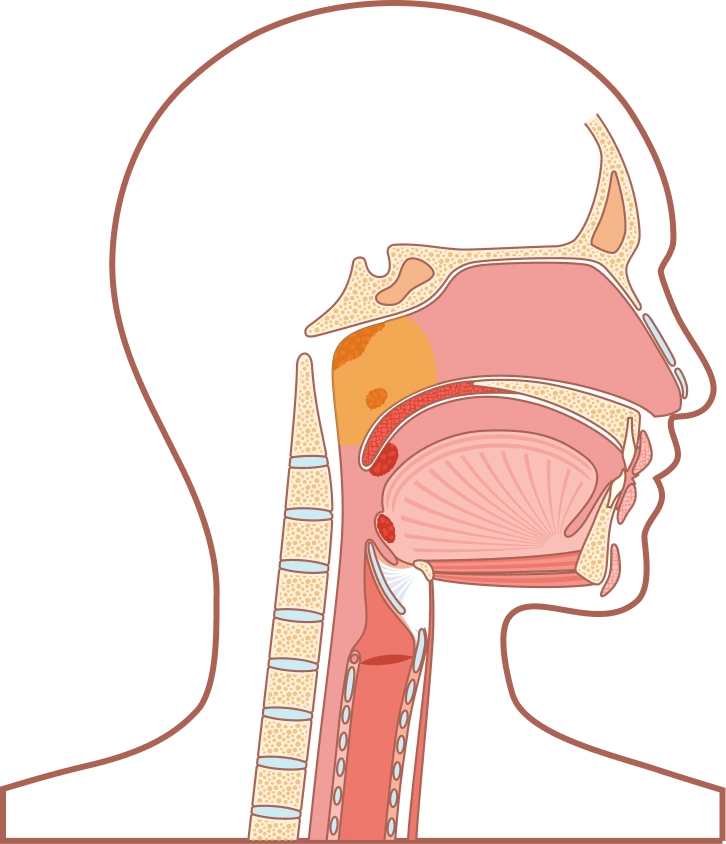 Nose, pharynx, and mouth anatomy